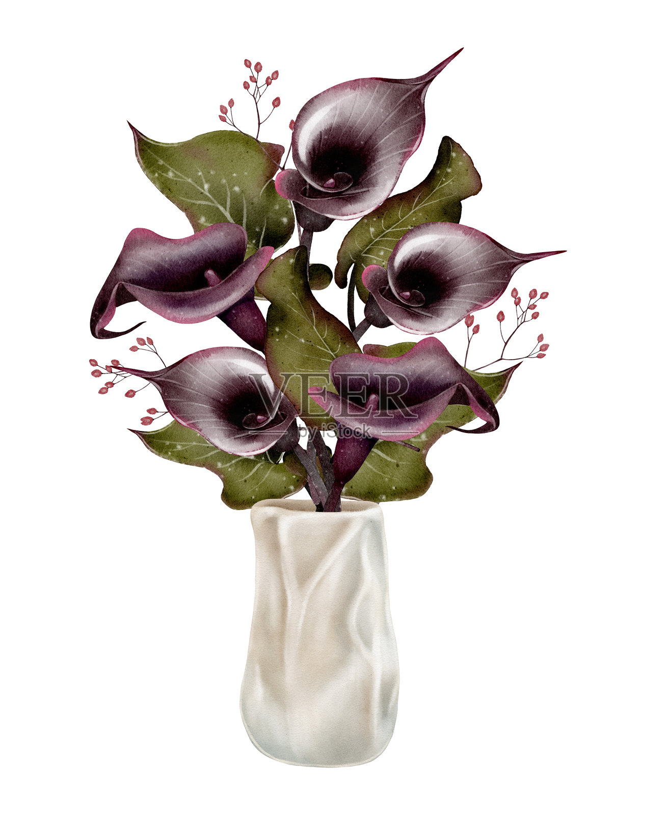 白色花瓶里的深色马蹄莲插画图片素材