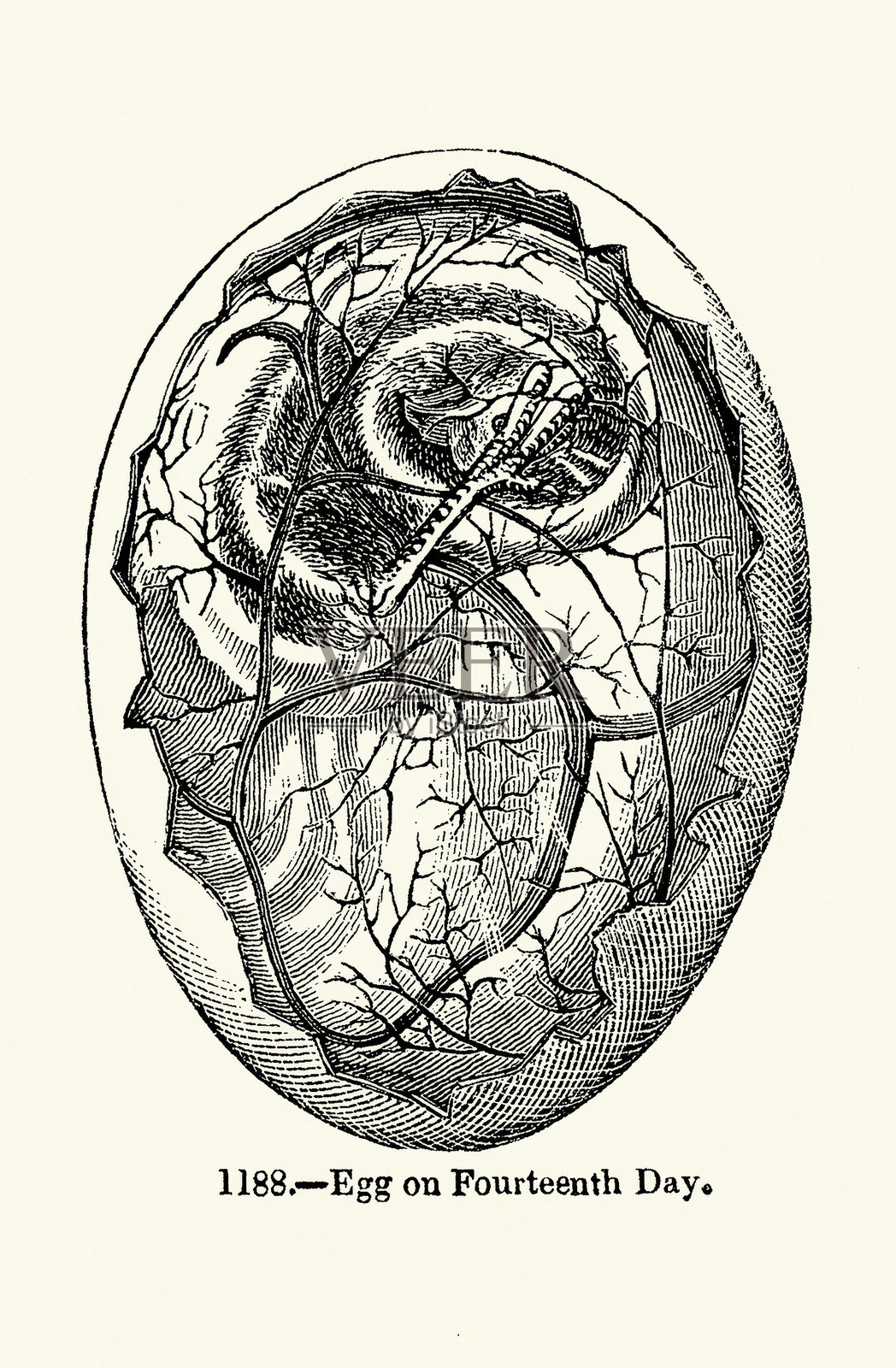 第14天的鸡蛋，鸡卵孵化期，19世纪复古插画插画图片素材
