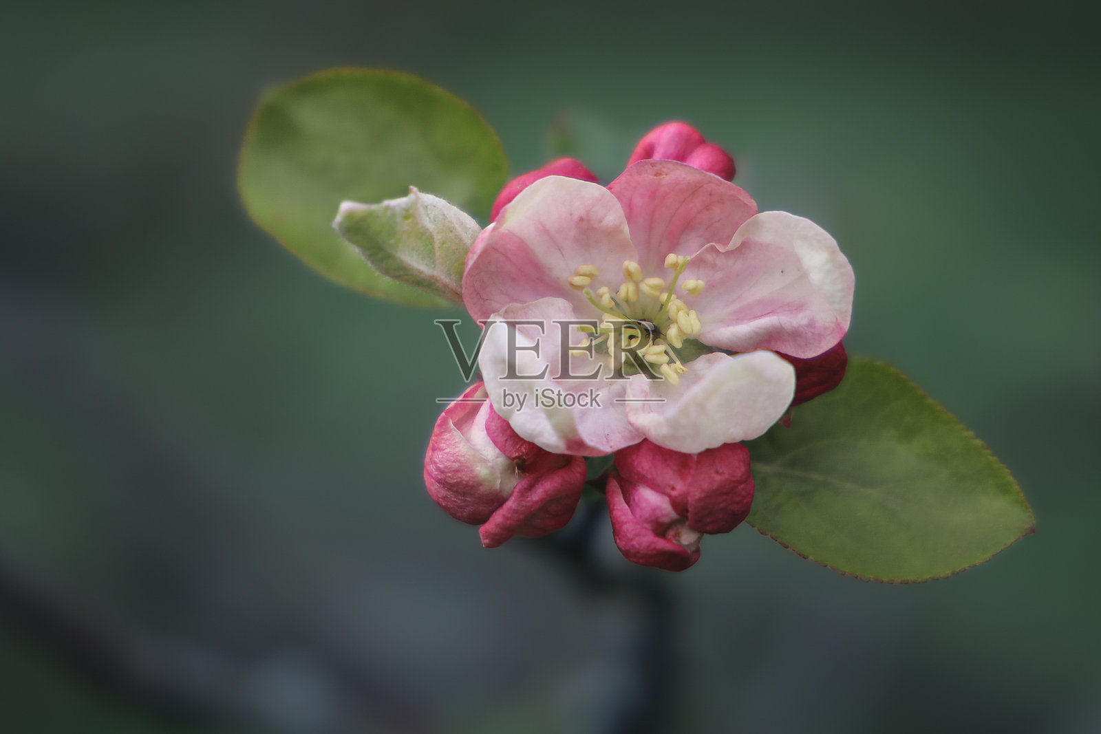 花照片摄影图片