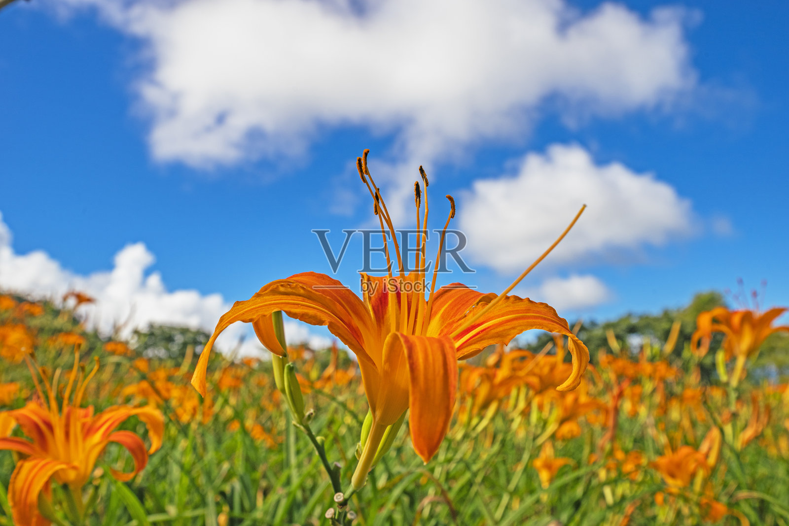 橙色萱草花照片摄影图片