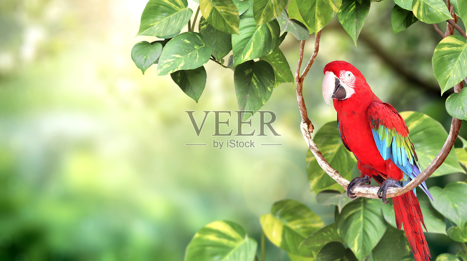 横向自然背景，有红金刚鹦鹉（Ara macao）。阳光明媚的模糊背景，有绯红金刚鹦鹉。一个热带场景，一只金刚鹦鹉栖息在藤蔓上，周围是翠绿的树叶。有用于文本的复制空间。照片摄影图片