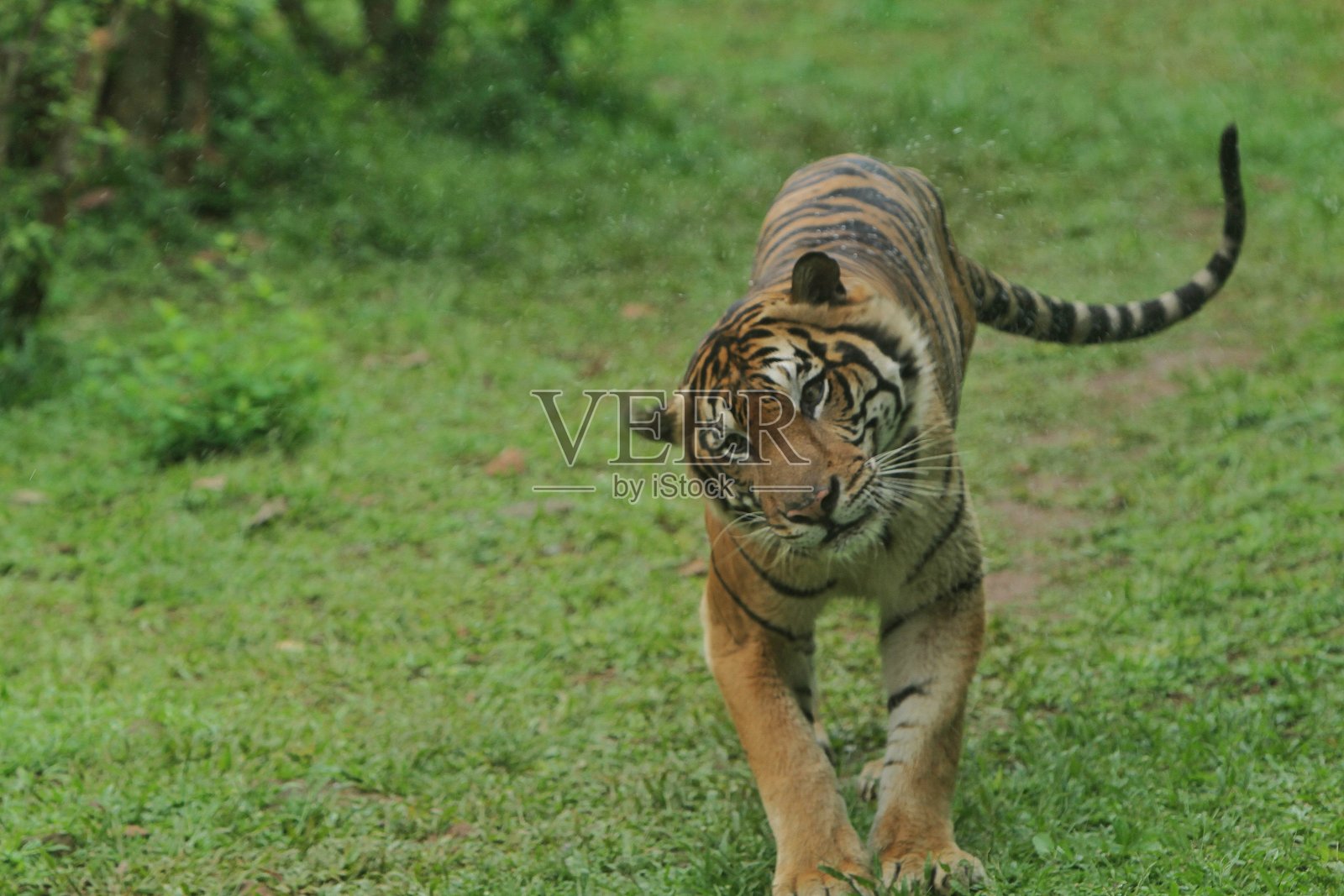 苏门答腊虎照片摄影图片