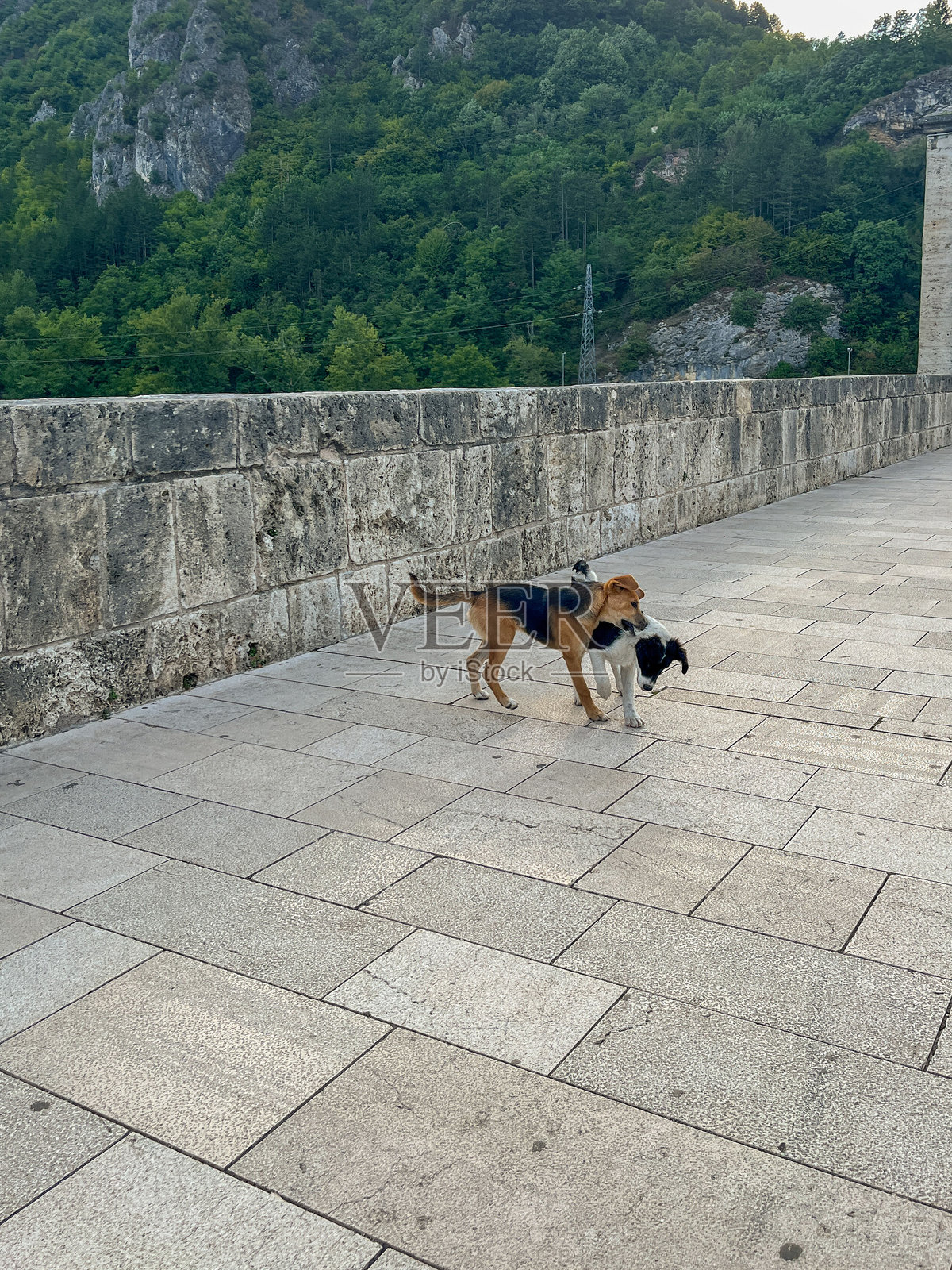 几只流浪狗走过一座宽阔的石桥，背景是树木繁茂的山丘。照片摄影图片