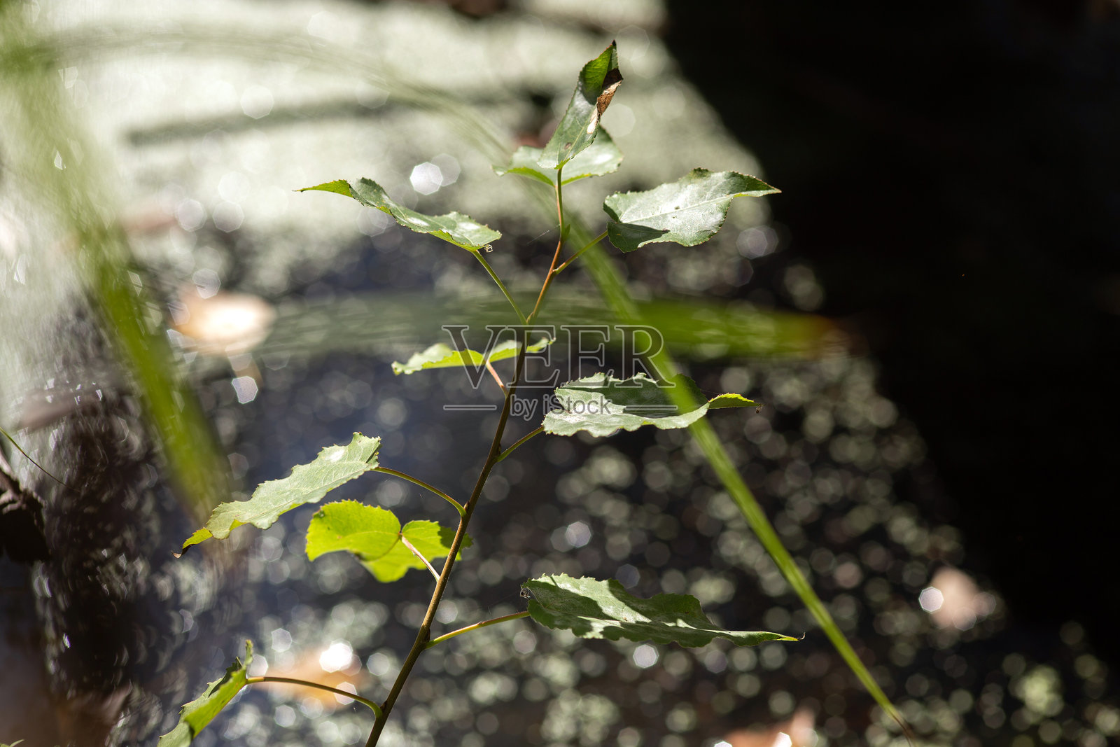 秋日森林与湖泊的自然和谐照片摄影图片