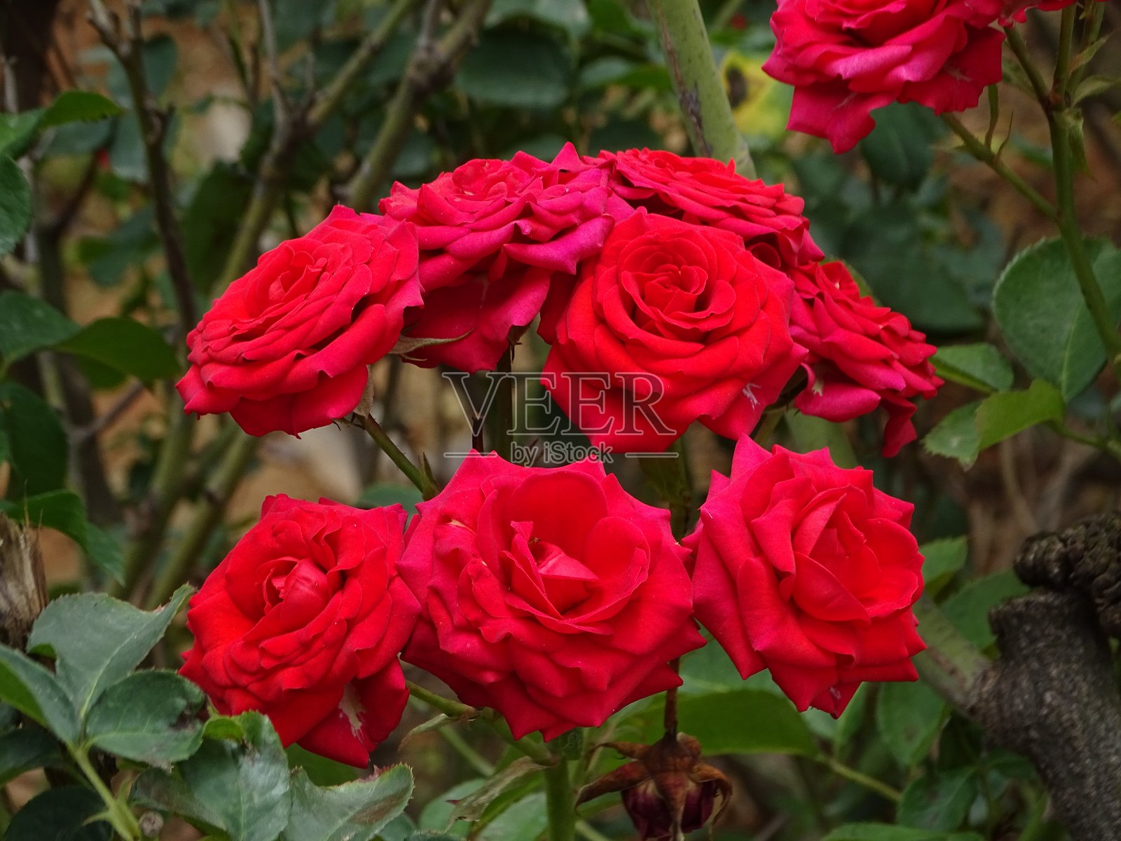 红玫瑰花束照片摄影图片