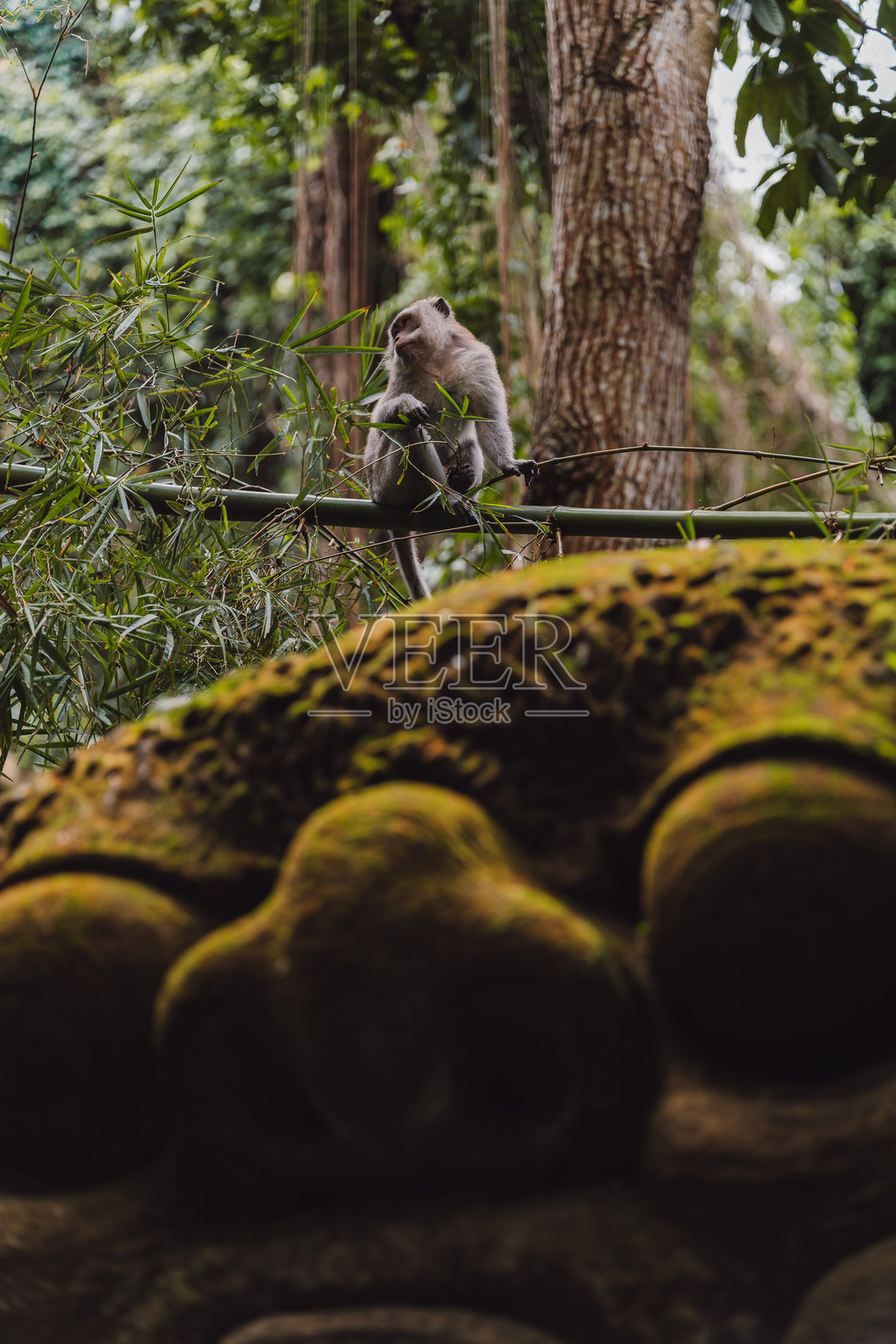 翠绿丛林中，一只猴子栖息在树枝上照片摄影图片