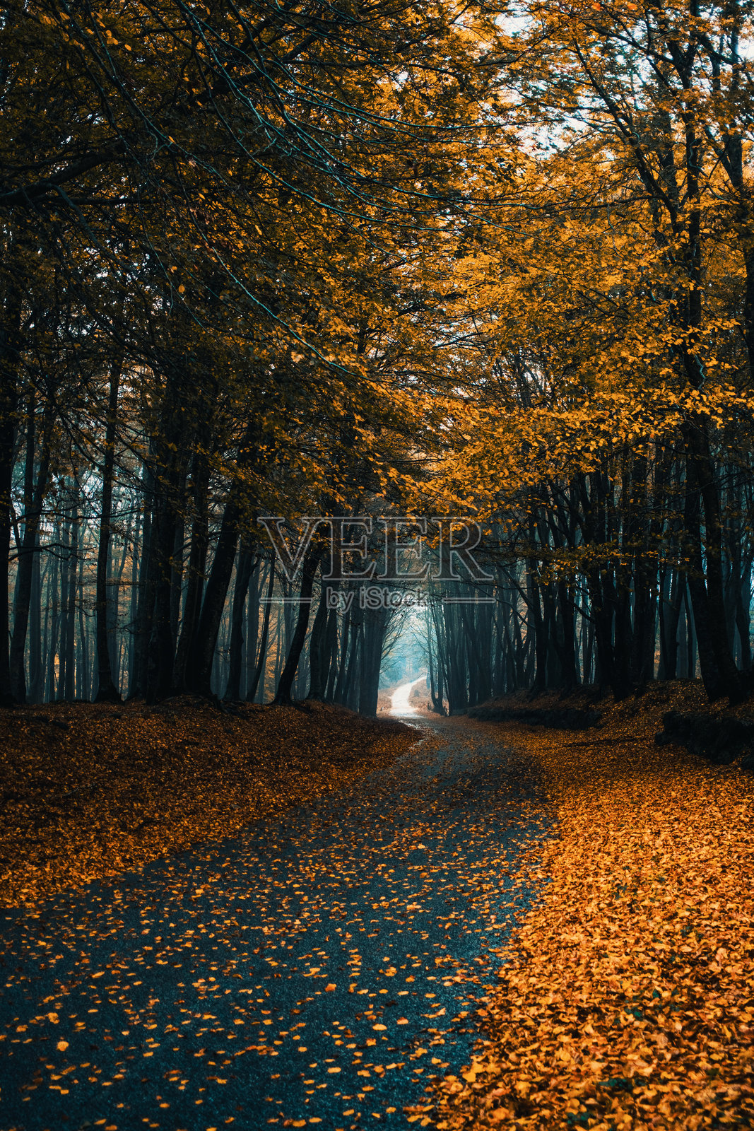穿过落叶林荫道的道路照片摄影图片