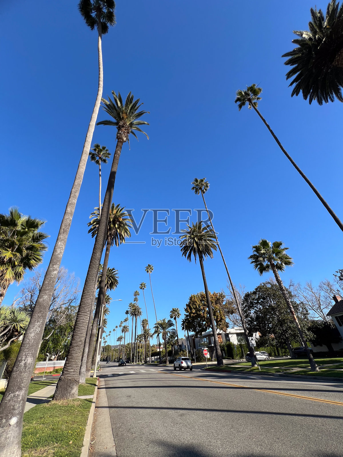 蓝天下的风景街，棕榈树优雅地排成一列。照片摄影图片
