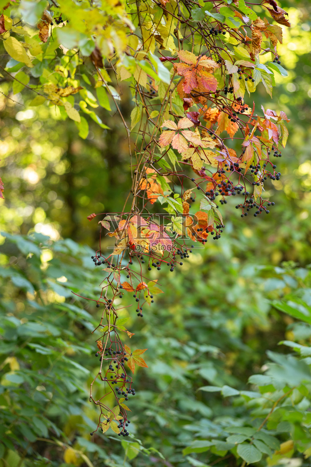 秋日森林与湖泊和谐共处照片摄影图片