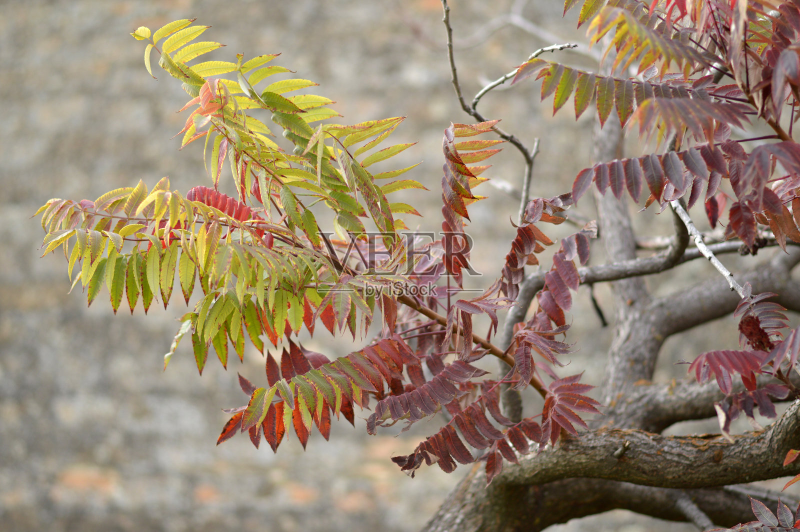 十一月阳光明媚的秋日，枝头挂着色彩斑斓的秋叶照片摄影图片