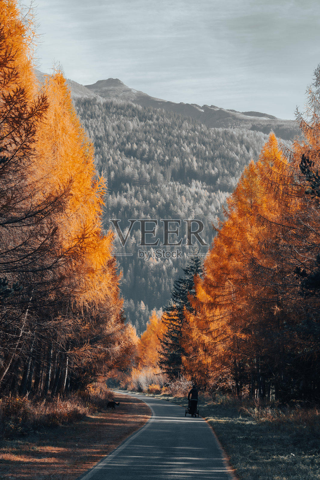 南蒂罗尔金色的落叶松下的婴儿车散步照片摄影图片