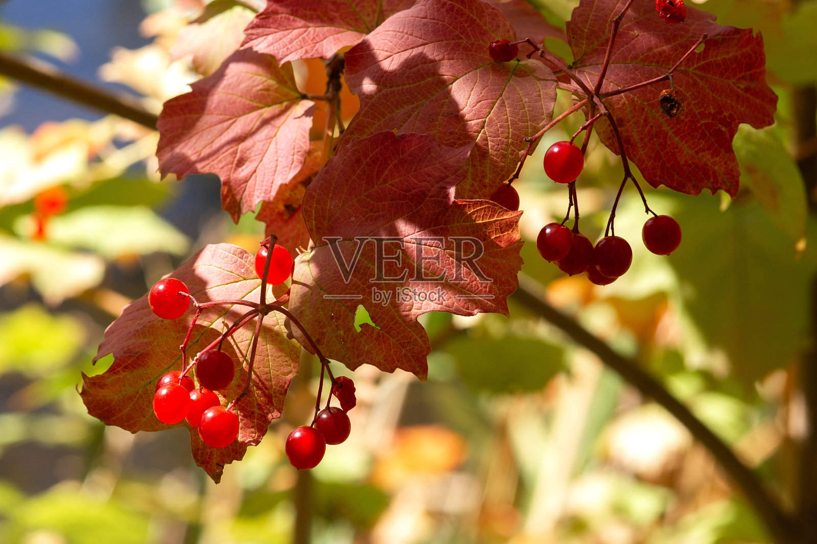 秋林与湖泊和谐共存的自然之景照片摄影图片