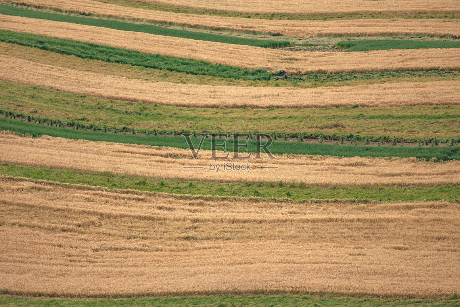 森林背景的乡村风光照片摄影图片