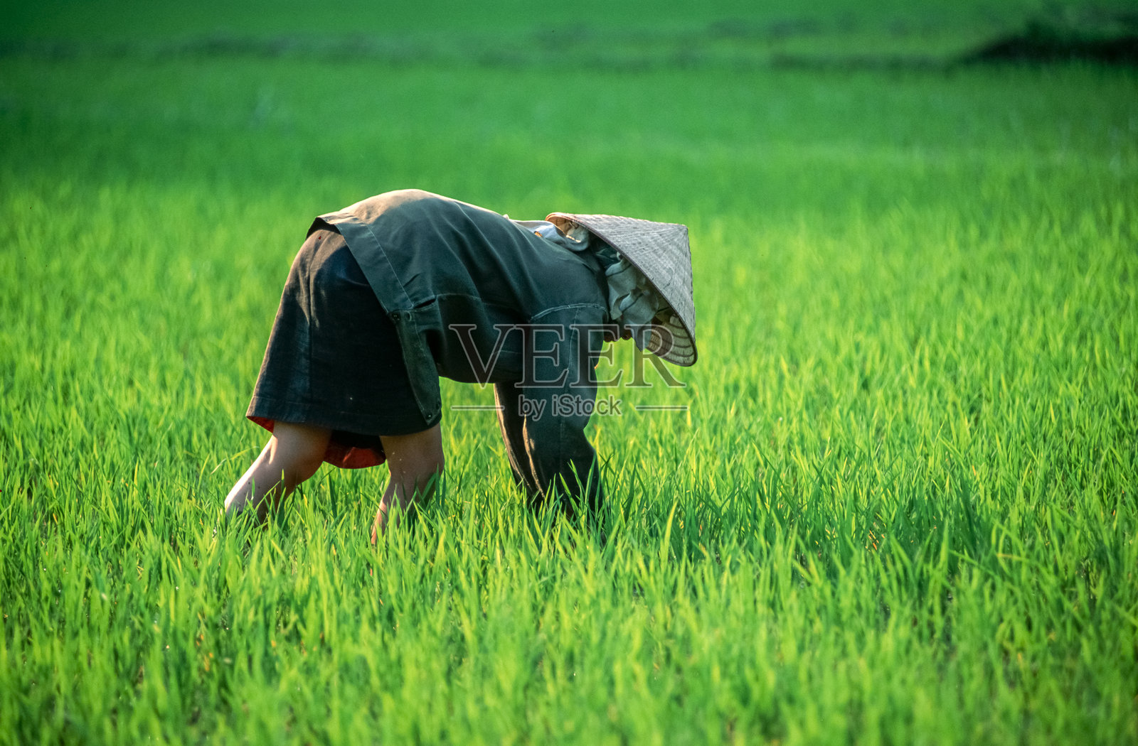 越南北部红河谷稻田里，一位年轻的越南女性正在收割稻谷的历史彩色照片。1995年3月25日照片摄影图片
