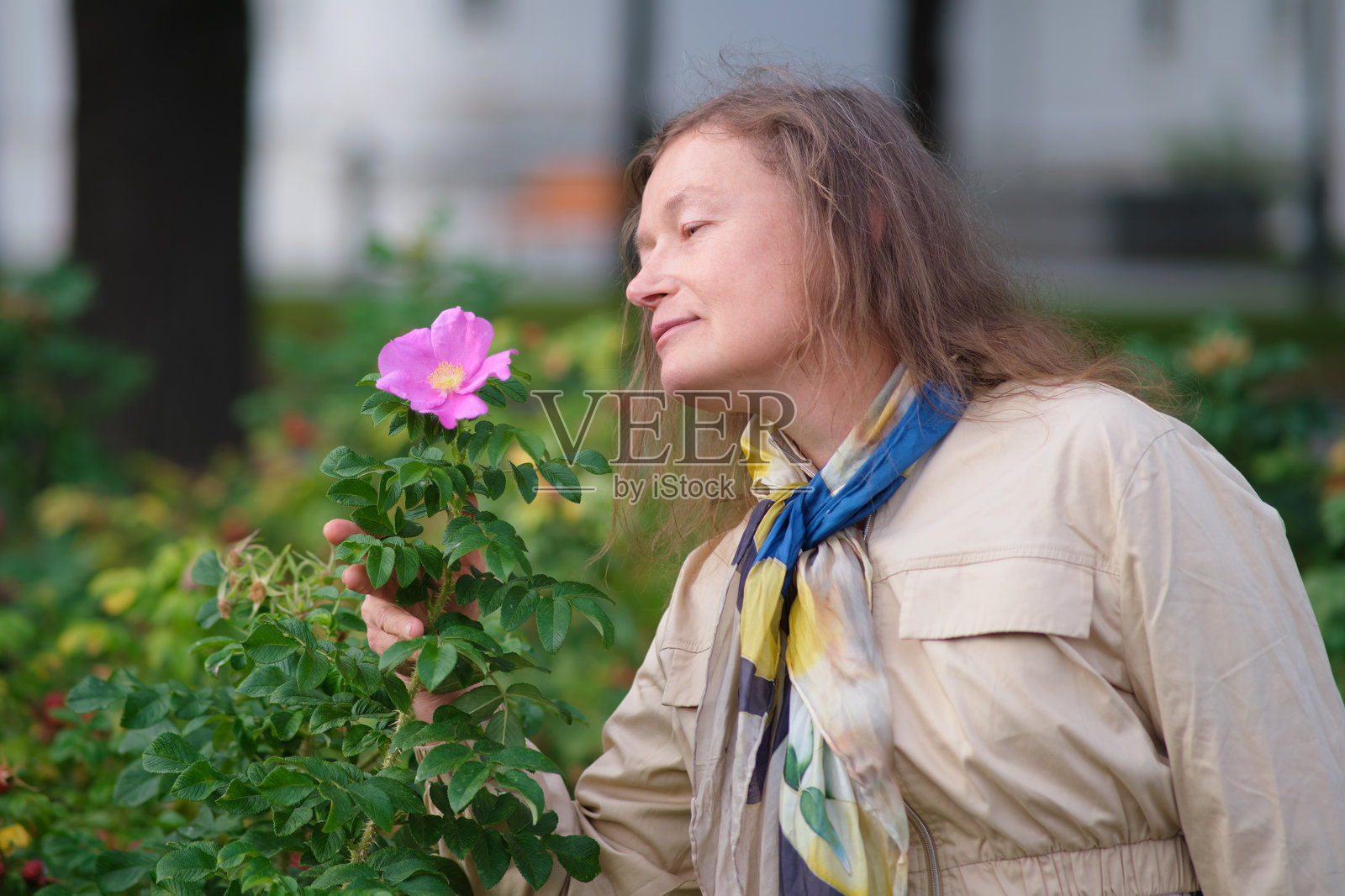 一位中年女性（50岁）正在享受粉色玫瑰果花的香味。这是在大自然中进行的感官体验，展现了自然之美和简单的快乐。照片摄影图片