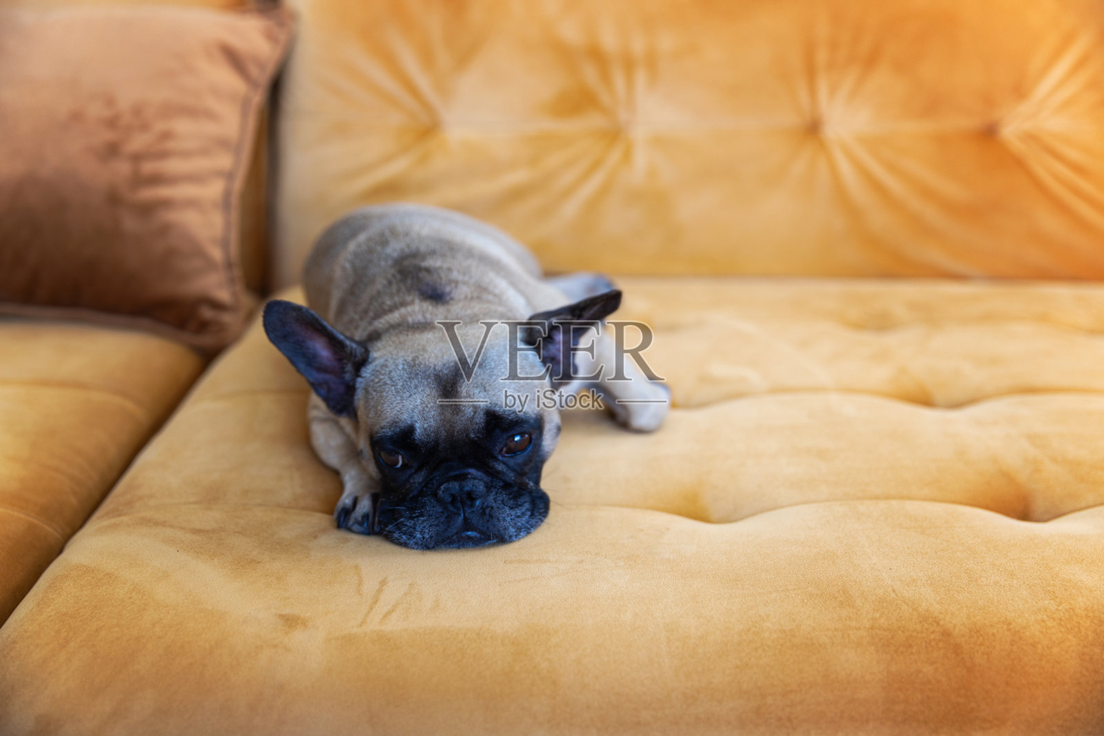 一只法国斗牛犬在舒适的家中，趴在温暖的黄色沙发上休息照片摄影图片