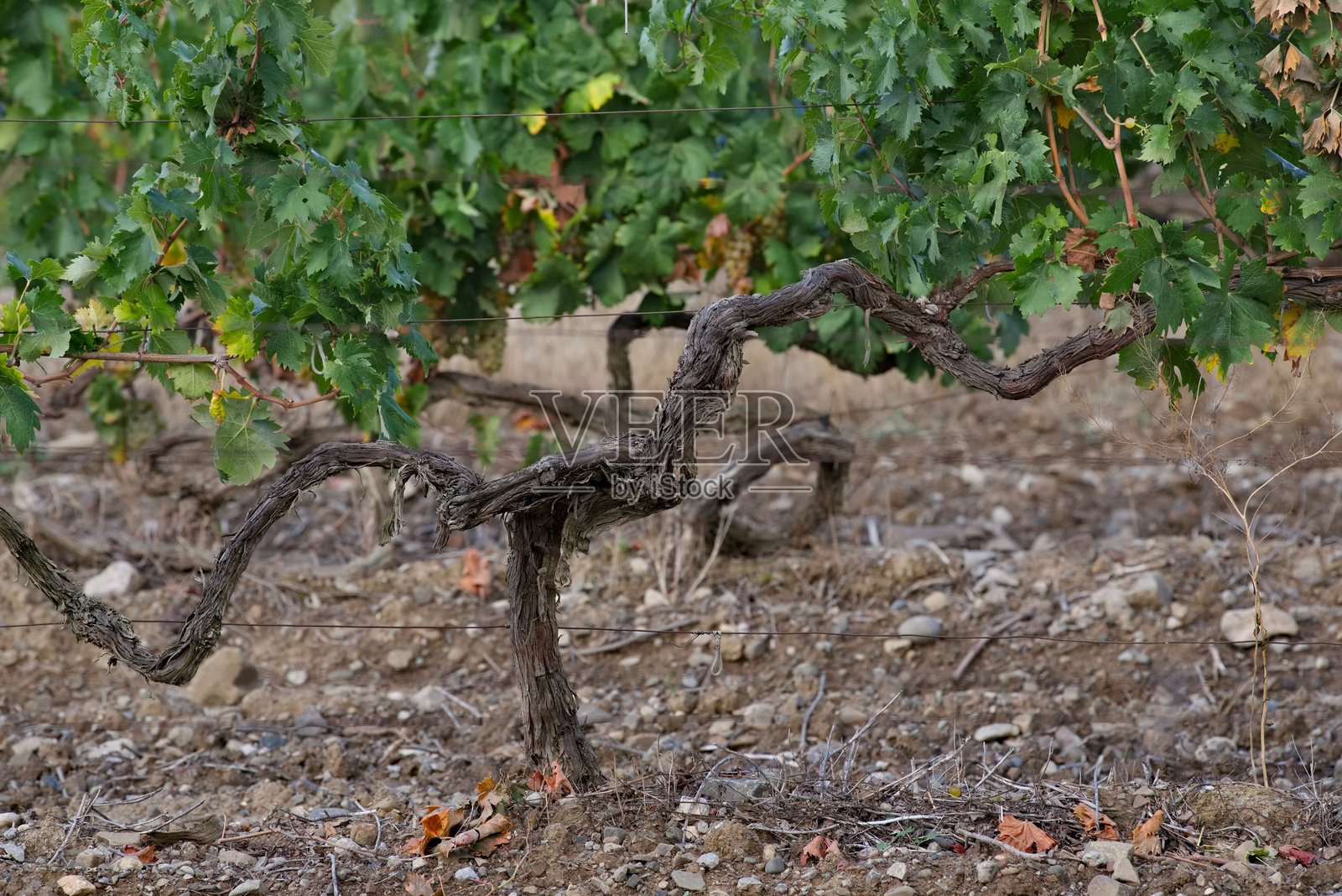 克里米亚的葡萄藤照片摄影图片