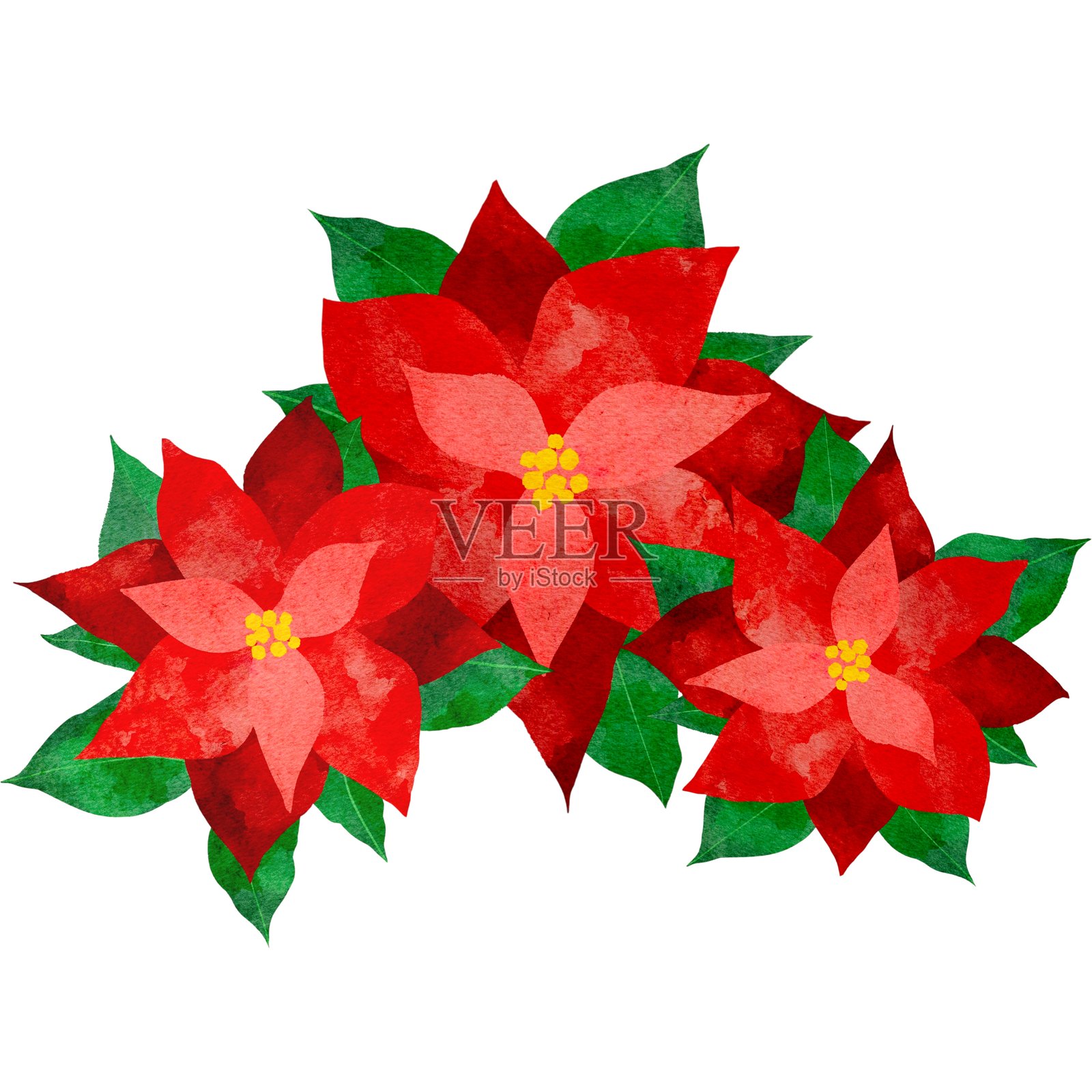 水彩风格的一品红插画插画图片素材