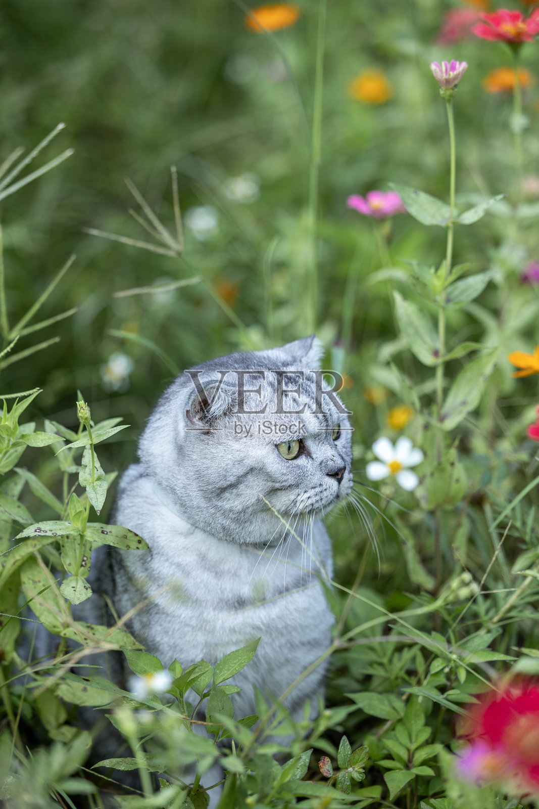 美国短毛猫在公园里享受着鲜花。照片摄影图片