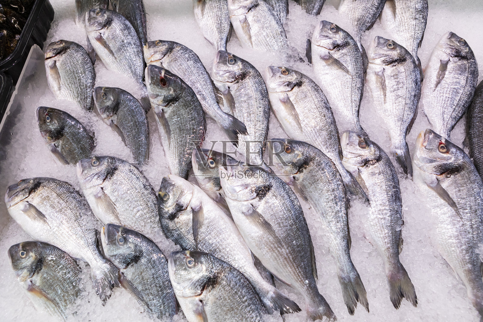 金头鲷在鱼市照片摄影图片