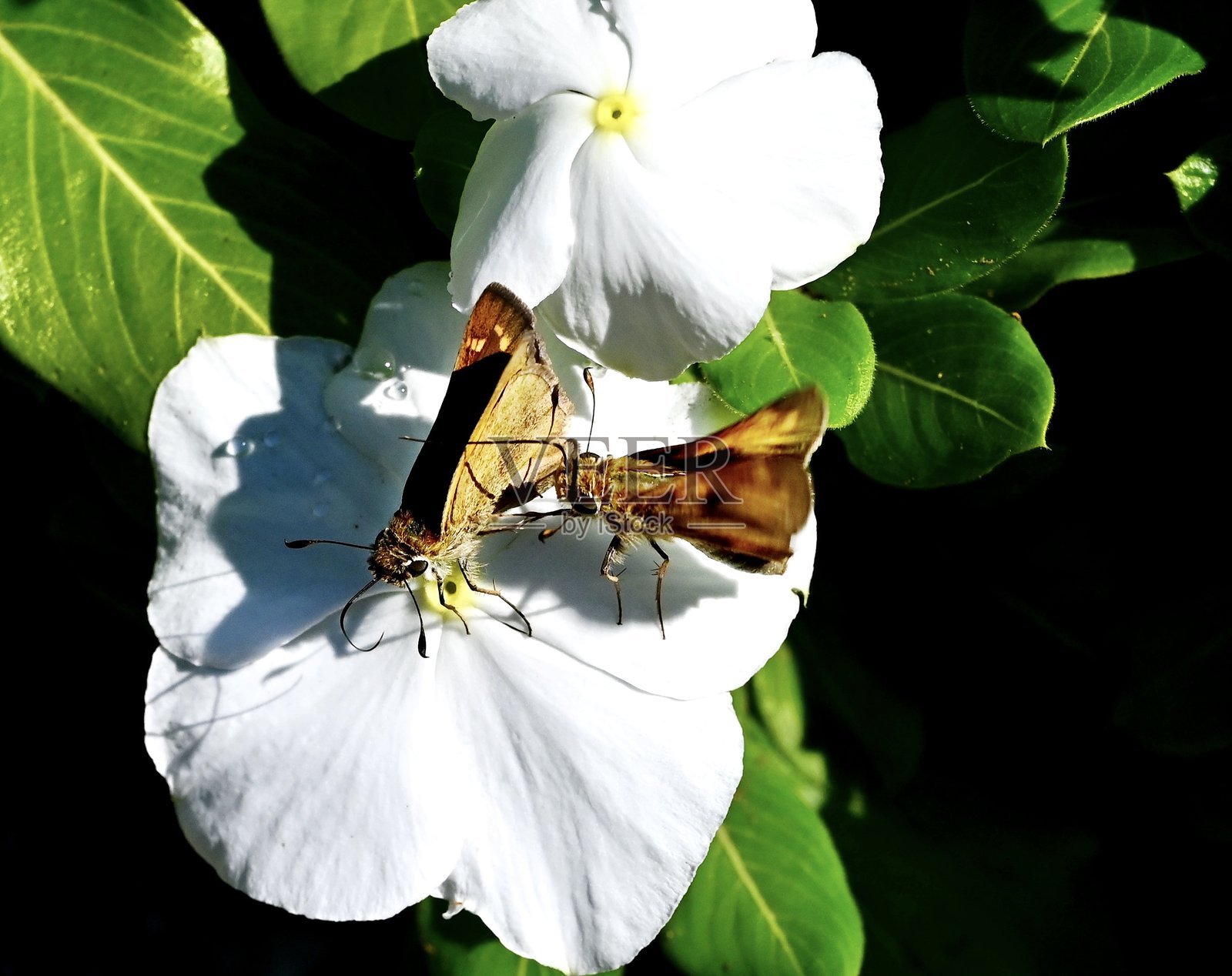 雄雌草skipper蝴蝶正在繁殖照片摄影图片