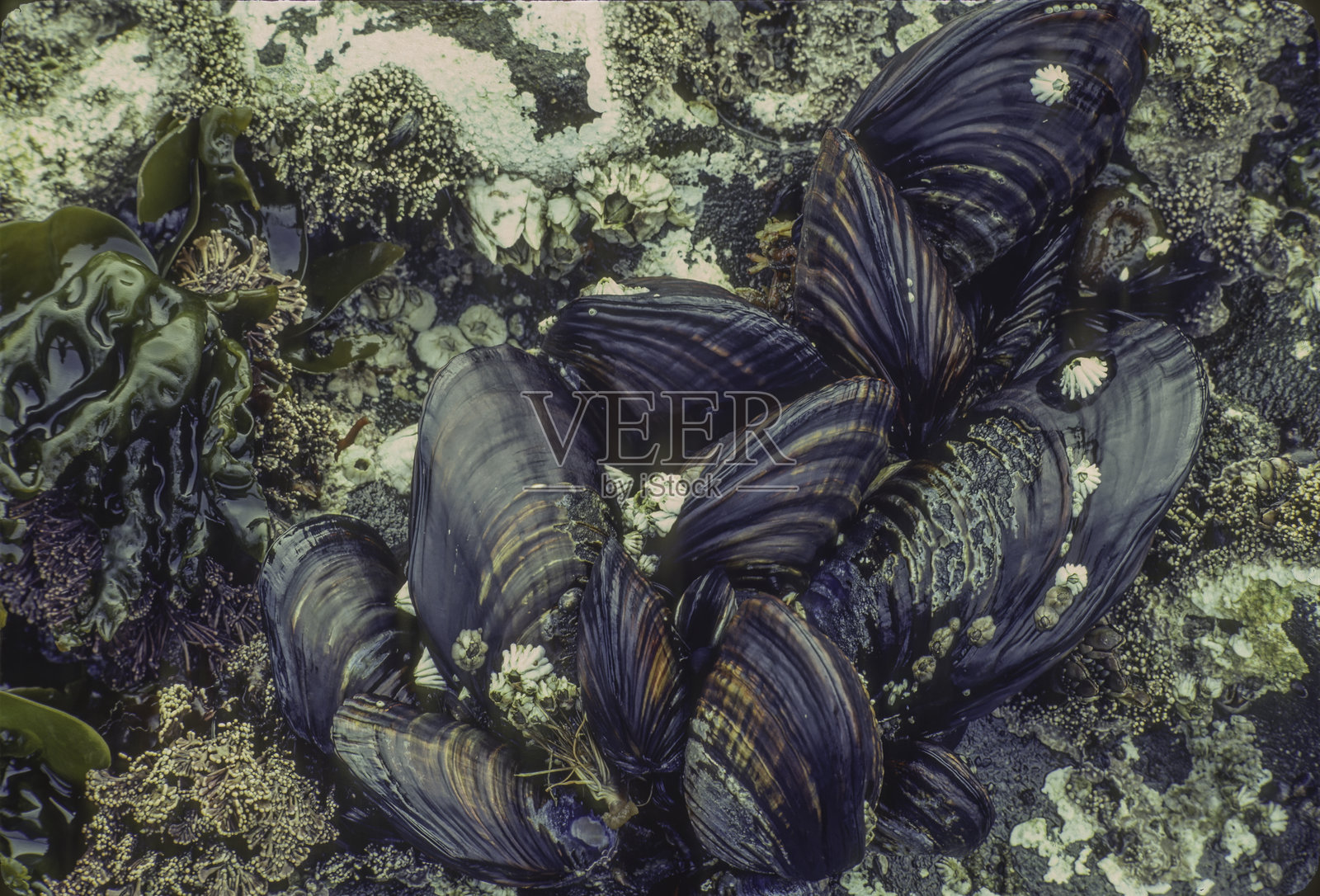 加州贻贝（Mytilus californianus）是一种大型食用贻贝，属于贻贝科的海洋双壳软体动物。该物种原产于北美西海岸，分布范围从墨西哥北部到阿拉斯加的阿留申群岛。水下。照片摄影图片