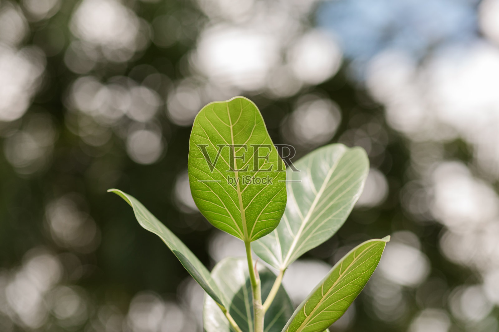 户外生长旺盛的橡胶榕 '奥黛丽' 的特写照片，拍摄于南佛罗里达。照片摄影图片