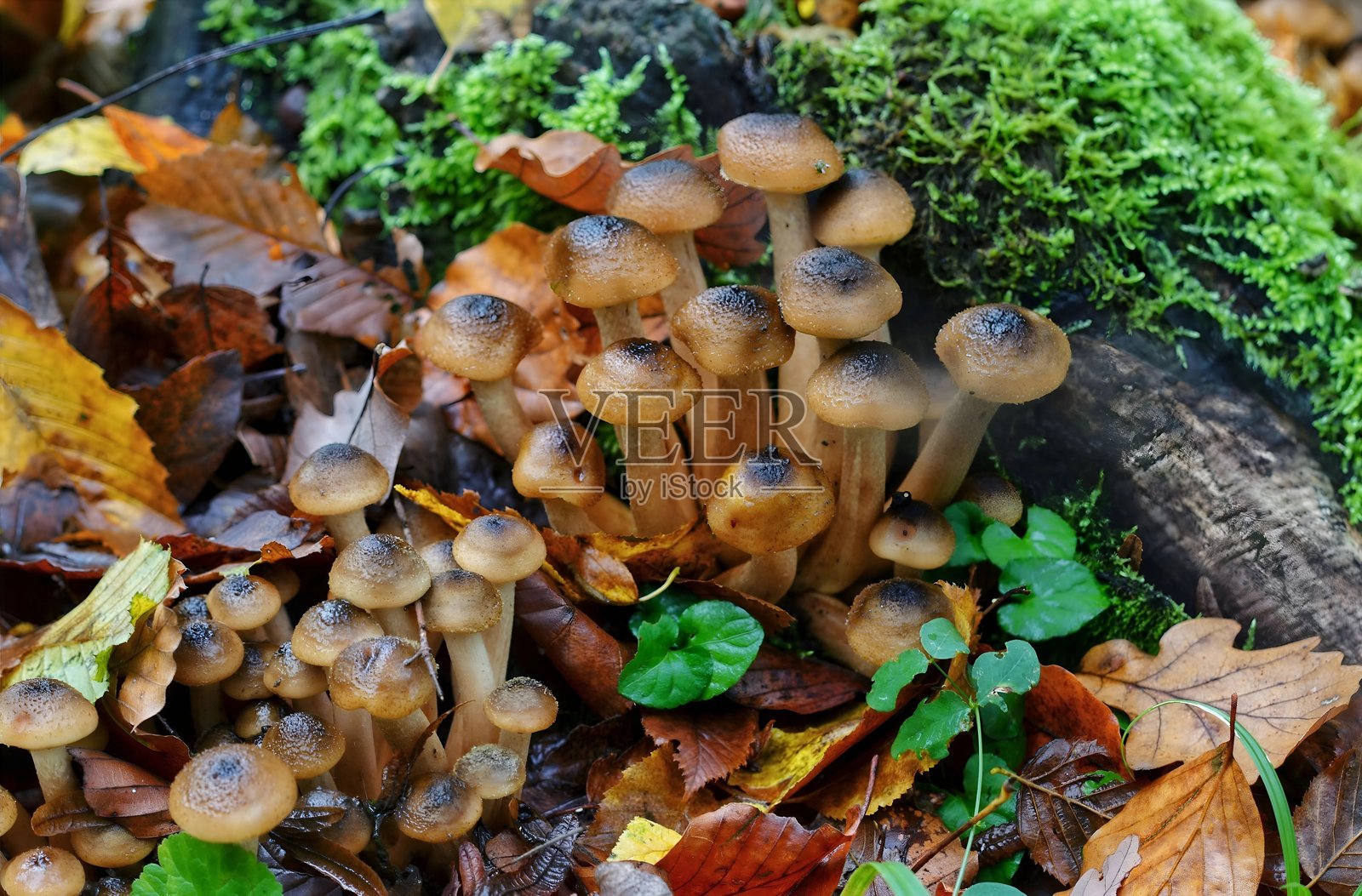 长着细长菌柄的蘑菇簇生长在长满苔藓的森林地面上照片摄影图片