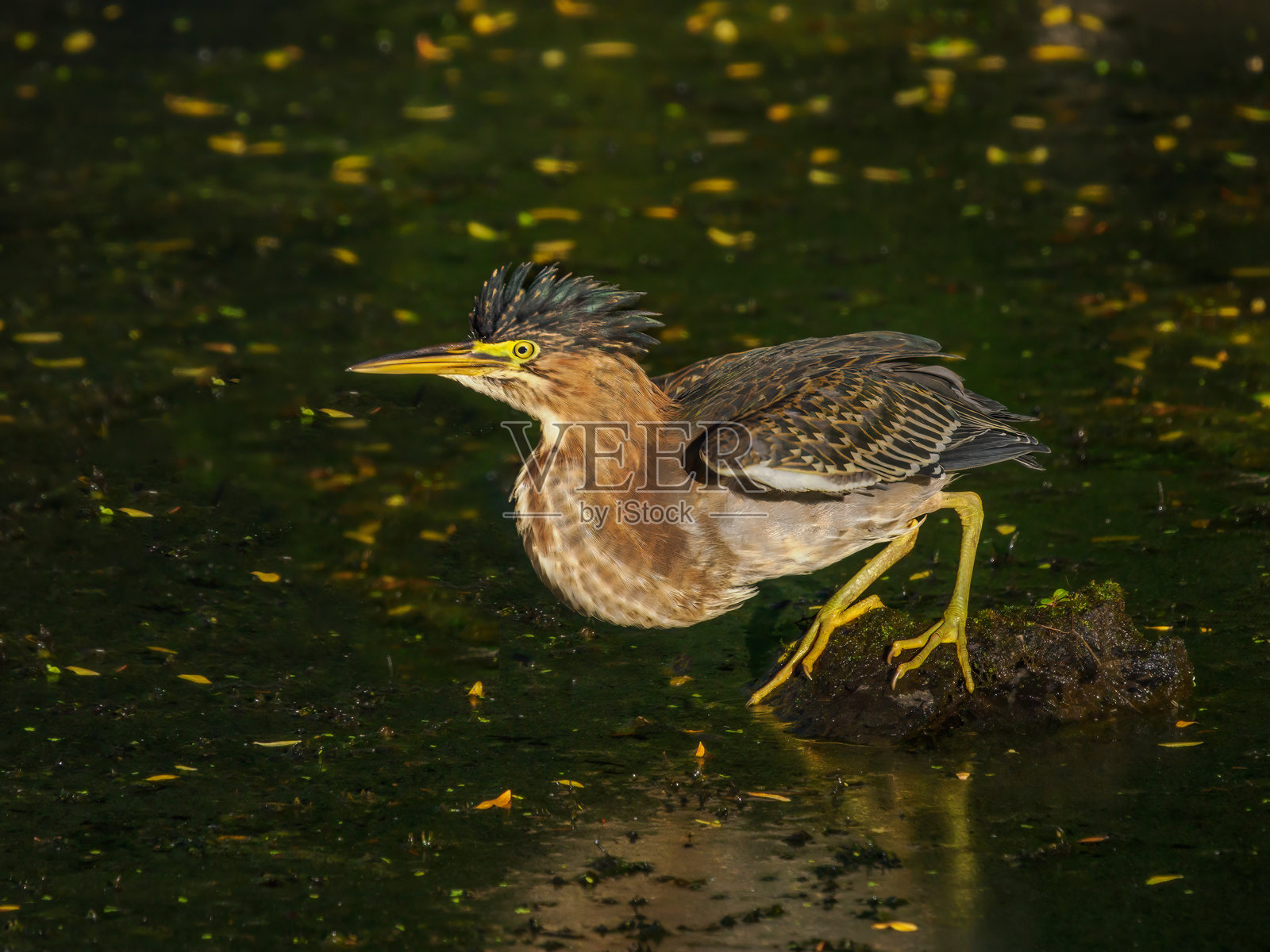俄勒冈湿地池塘岩石上栖息的幼年绿鹭照片摄影图片
