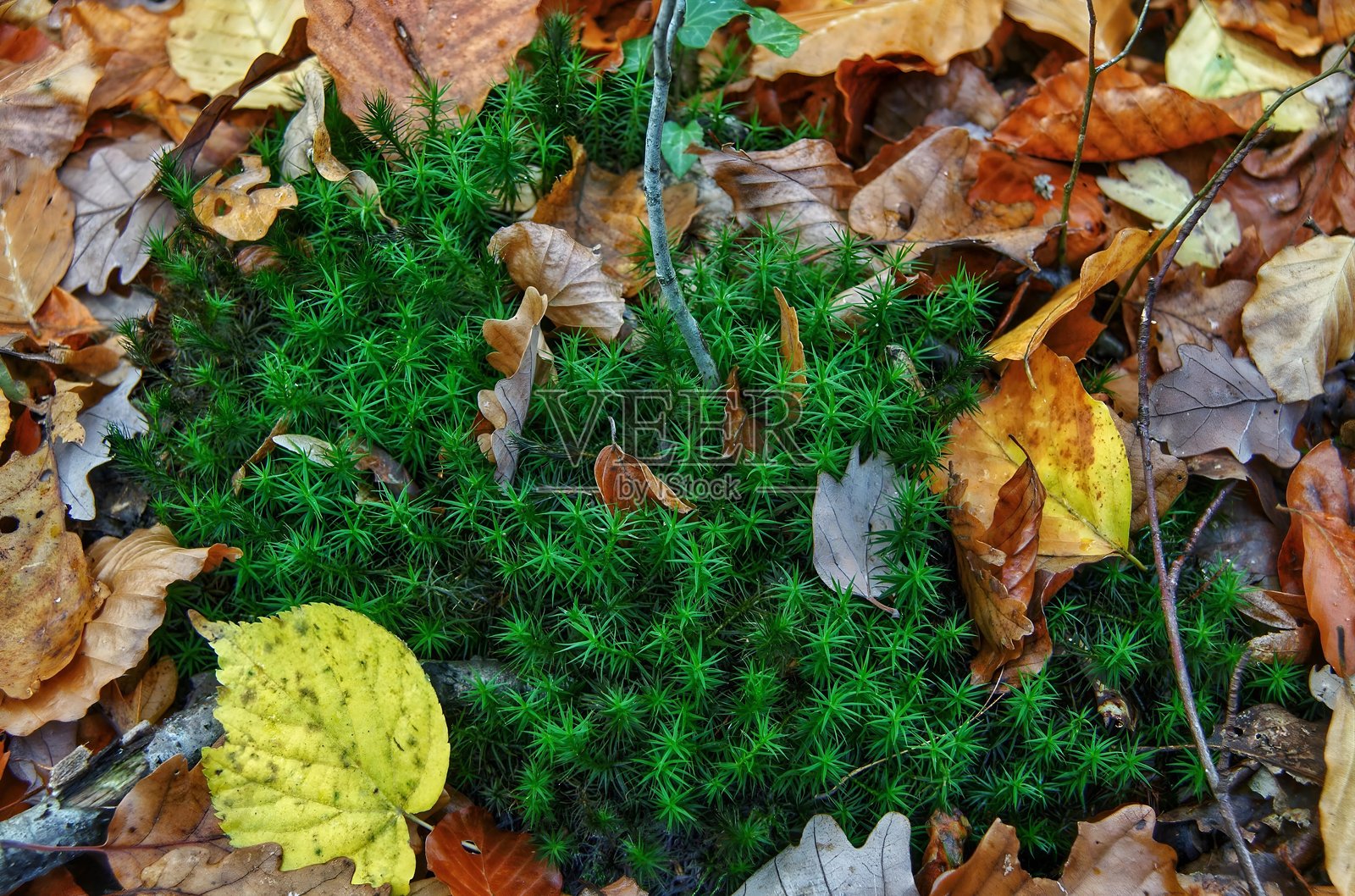 秋叶环绕的森林地面上的绿色苔藓照片摄影图片