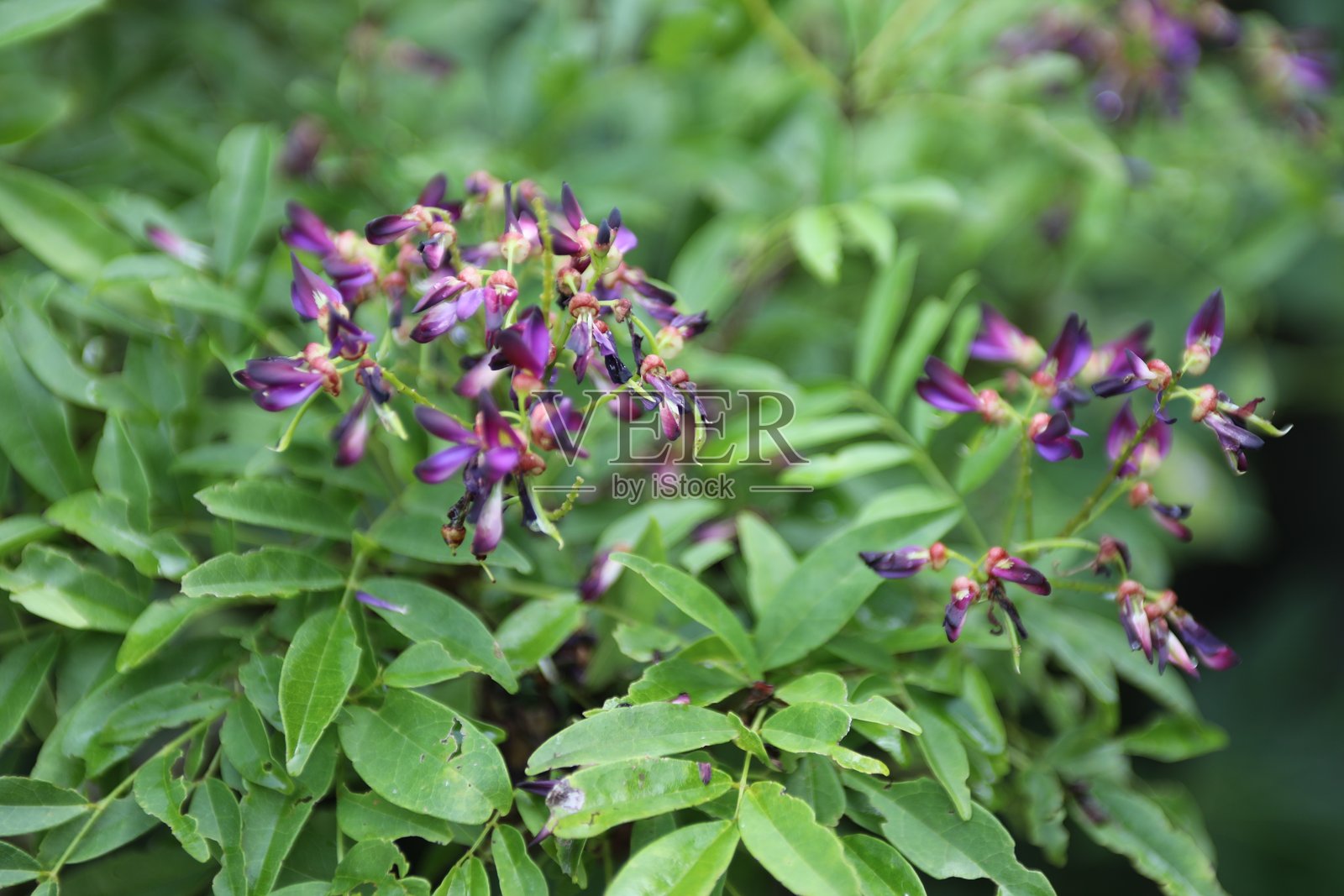 城市公园里的鲜花。照片摄影图片