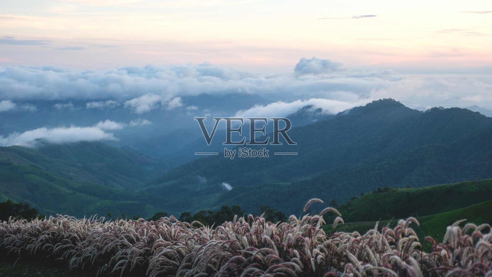 绿色山峦与花朵在雾气弥漫的早晨照片摄影图片