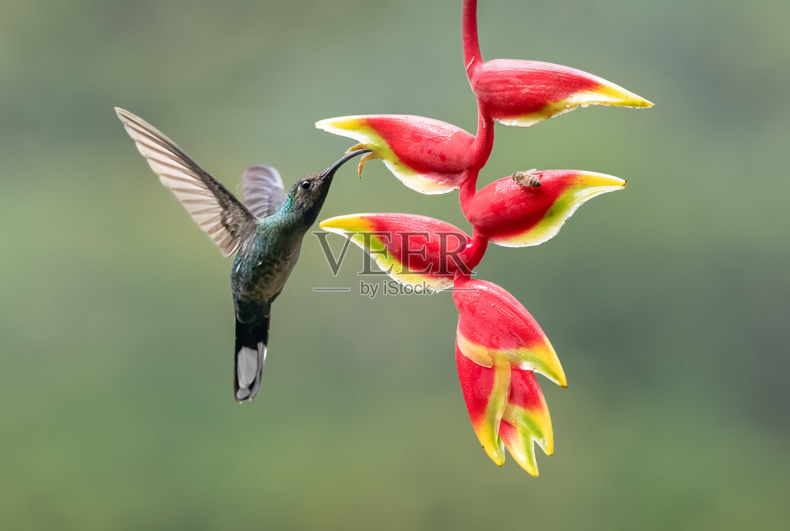 蜂鸟在给姜黄花授粉。照片摄影图片