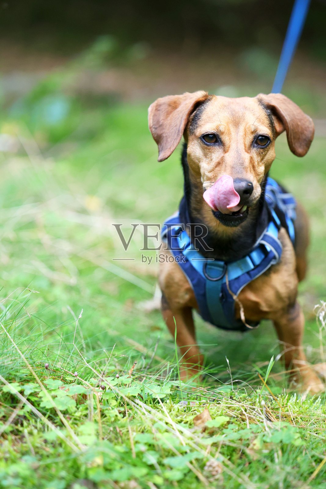 充满活力的腊肠犬，在绿色的自然环境中专注地表达情感。照片摄影图片