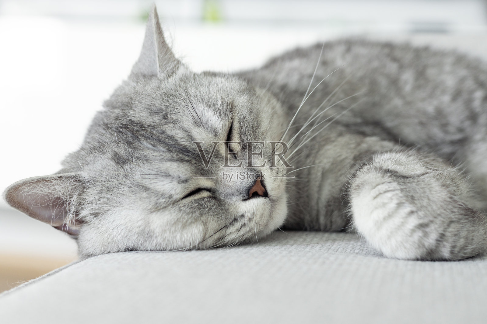 英国家猫，灰白色短毛猫，仰卧在床上休息。家猫正在睡觉。照片摄影图片