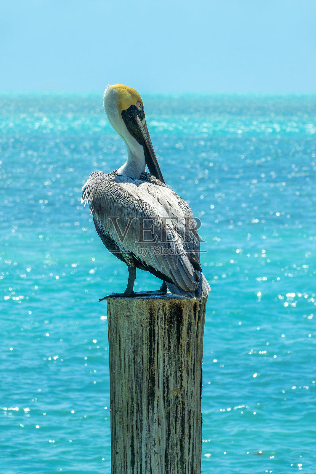棕色鹈鹕特写，背景为木码头、加勒比海、伊斯兰诺拉、佛罗里达礁岛群野生动物照片摄影图片