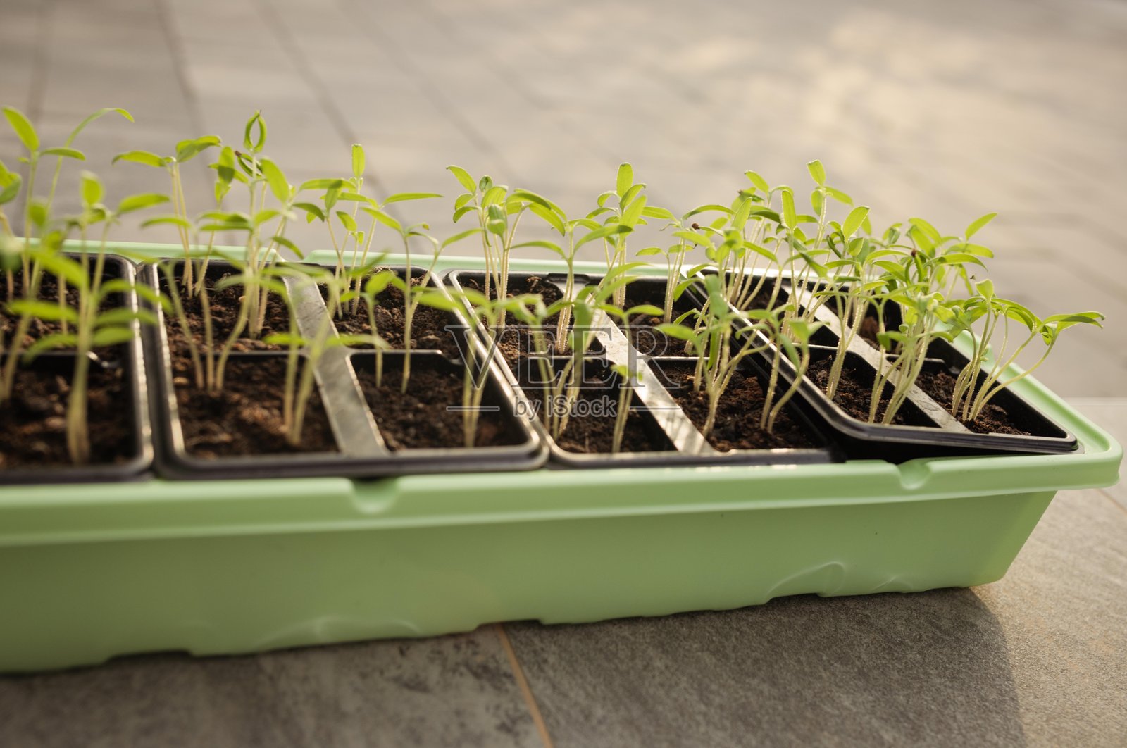 阳光明媚的日子里，塑料育苗盘中生长的鲜嫩幼苗照片摄影图片