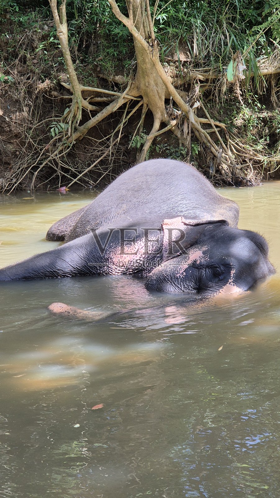 斯里兰卡大象在河里，野生动物照片摄影图片
