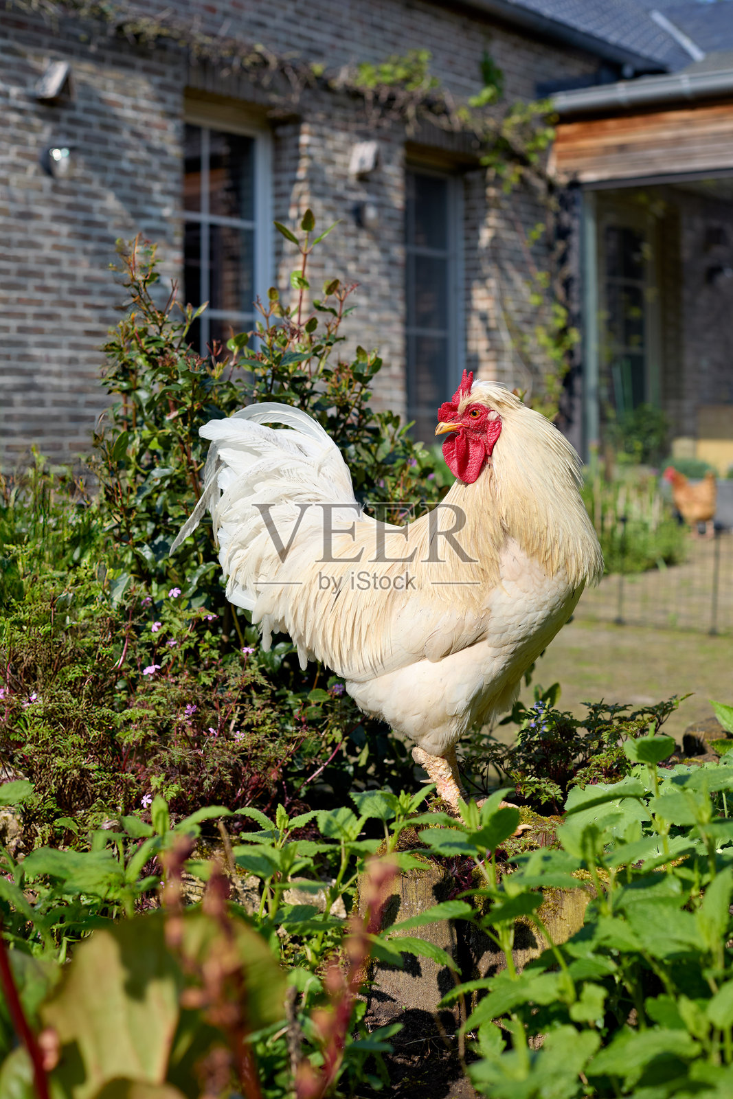 一只雄伟的白公鸡在阳光明媚的日子里，自豪地站立在生机勃勃的绿色花园中，背景是一栋乡村风格的砖房。照片摄影图片