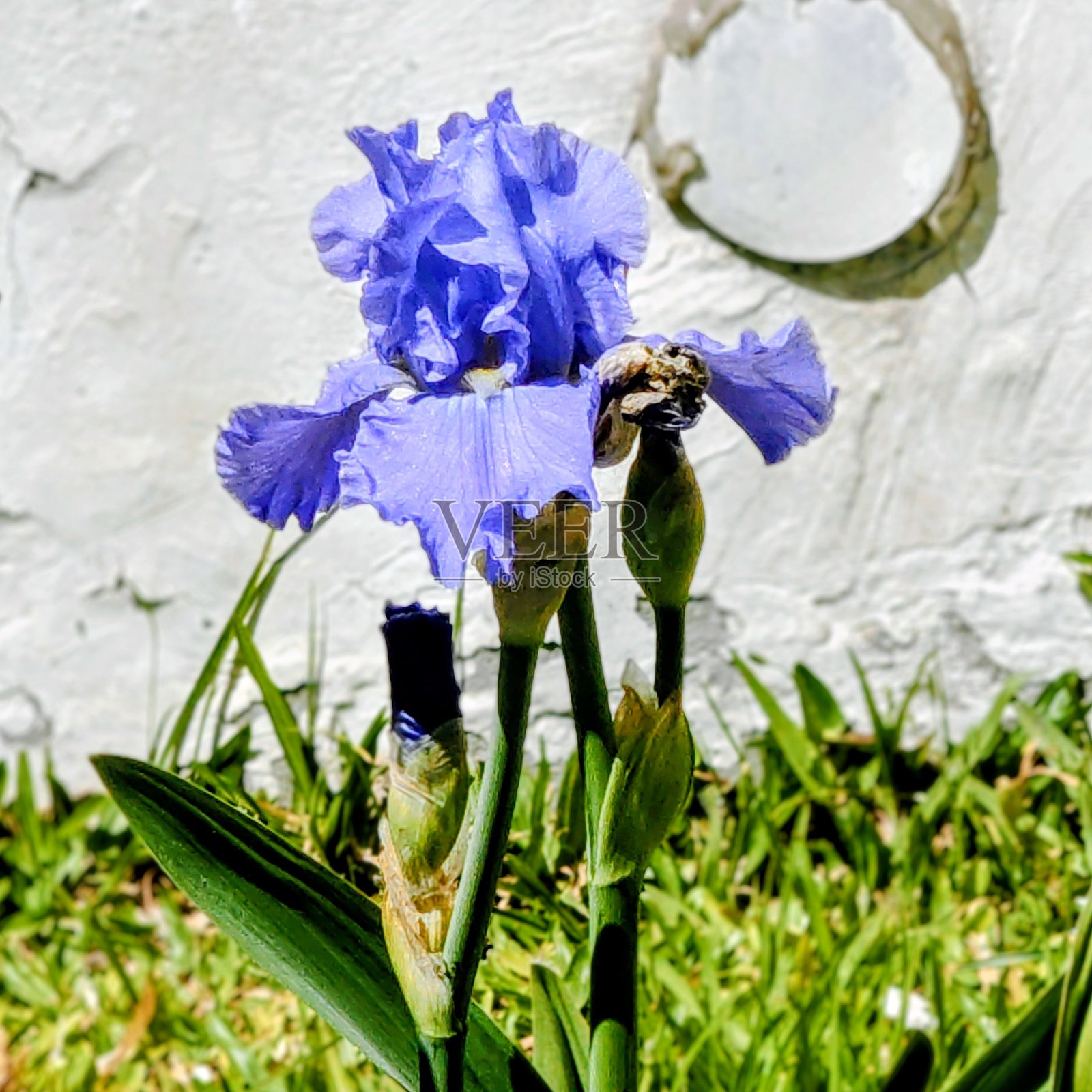 蓝色的德国鸢尾花照片摄影图片