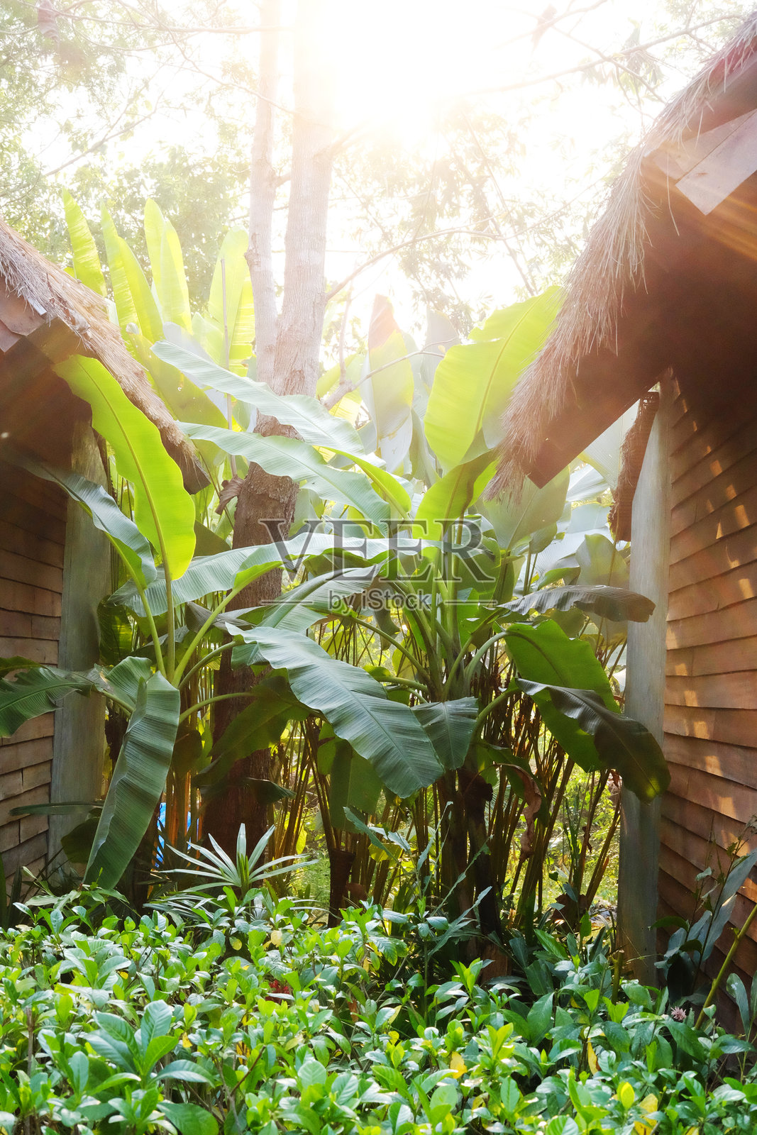 泰国两栋木屋之间，热带香蕉林在自然凉爽的光线和阳光下。照片摄影图片