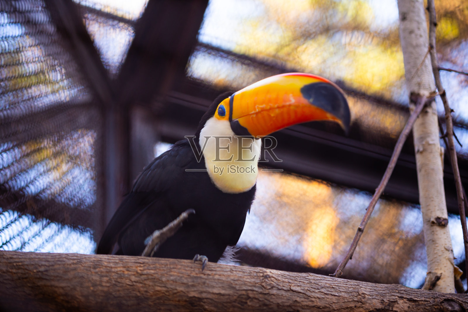 动物园里，一只巨嘴鸟栖息在树枝上照片摄影图片