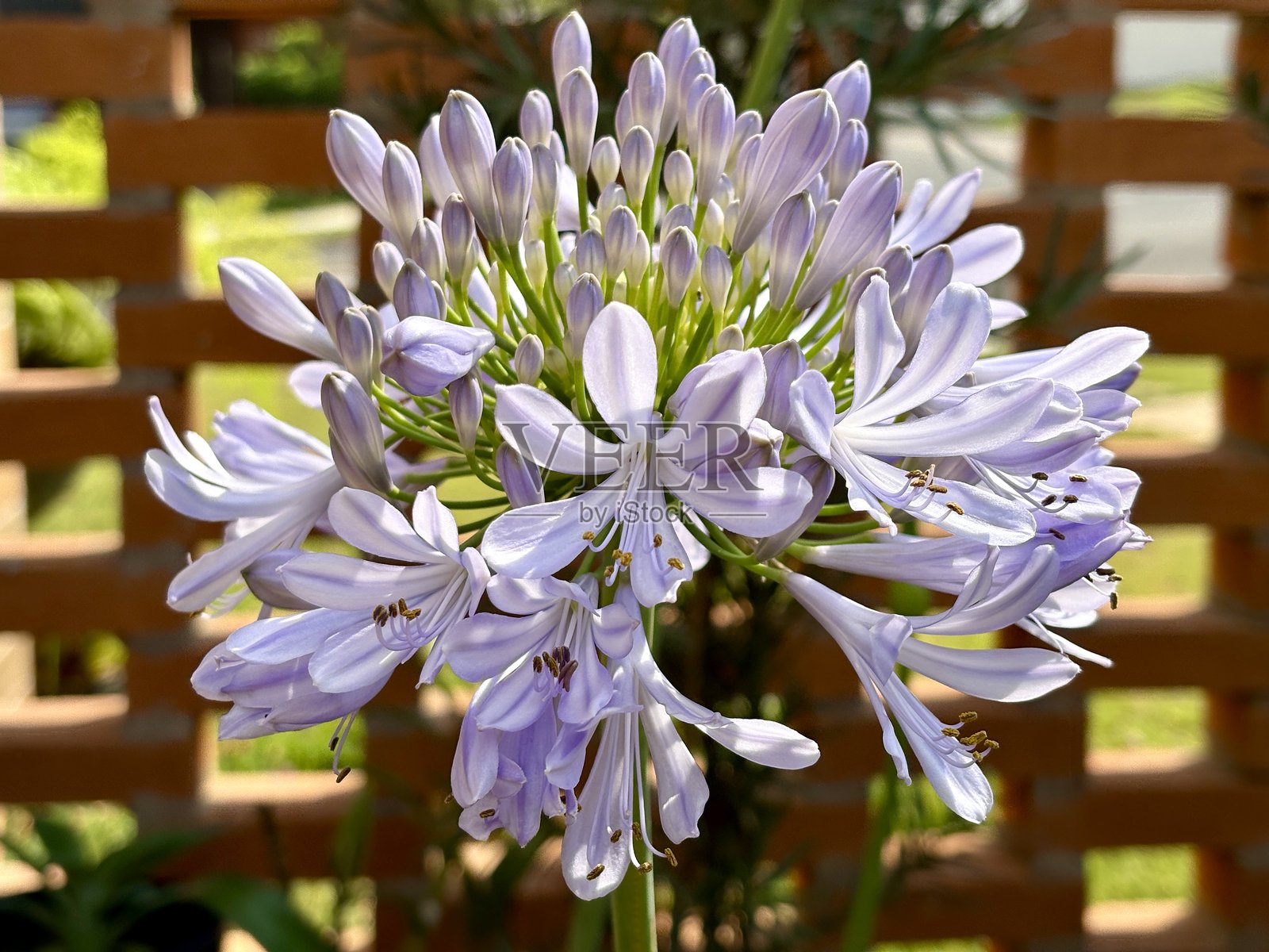 蓝色的马蹄莲，为花园增添美景照片摄影图片