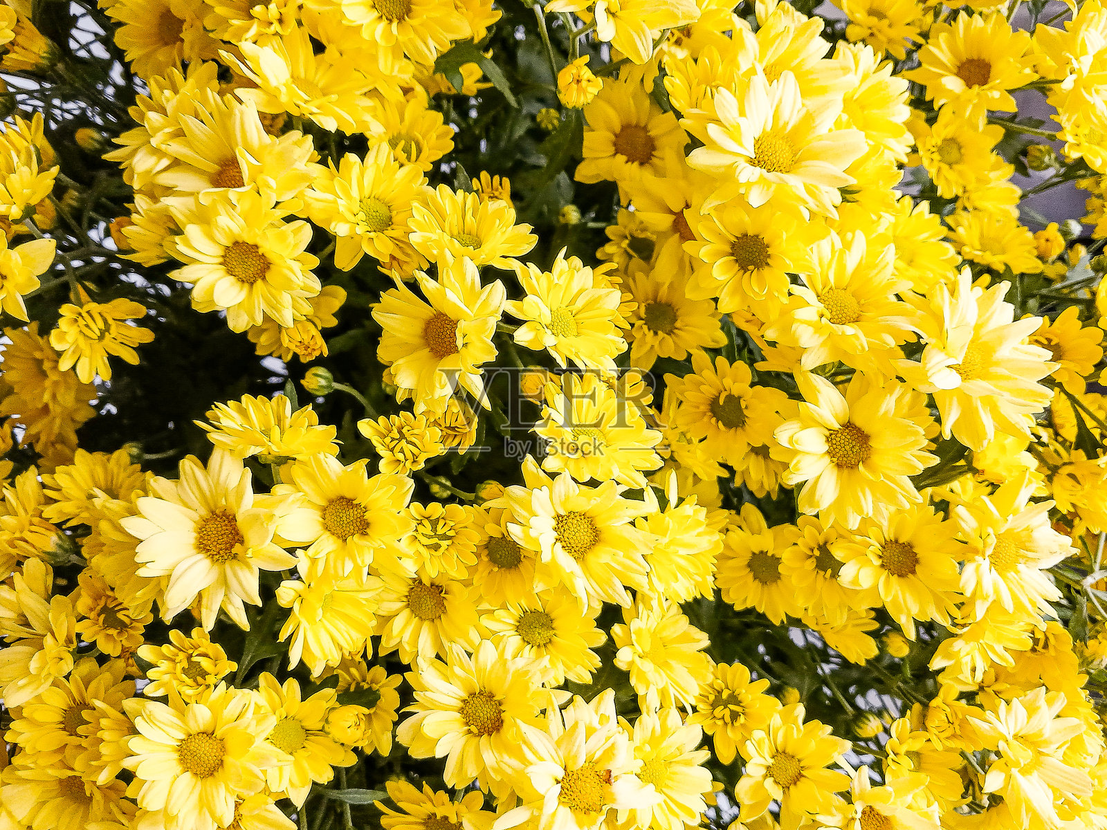 一年生雏菊的花朵照片摄影图片