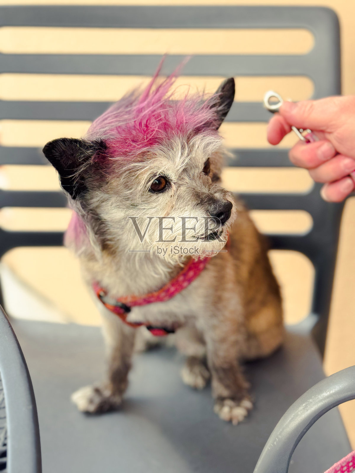 可爱狗狗梳着粉色鲻鱼头，坐在椅子上，主人正伸手递上牵引绳。照片摄影图片