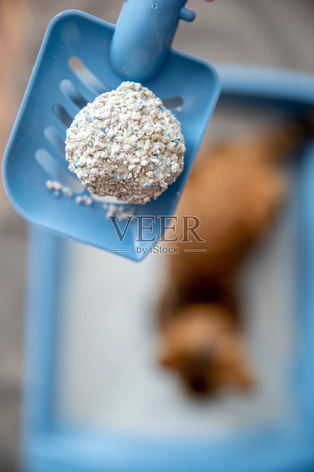 俯视视角，清理猫砂盆中的结块，猫砂盆装有无味添加剂的硅胶猫砂照片摄影图片