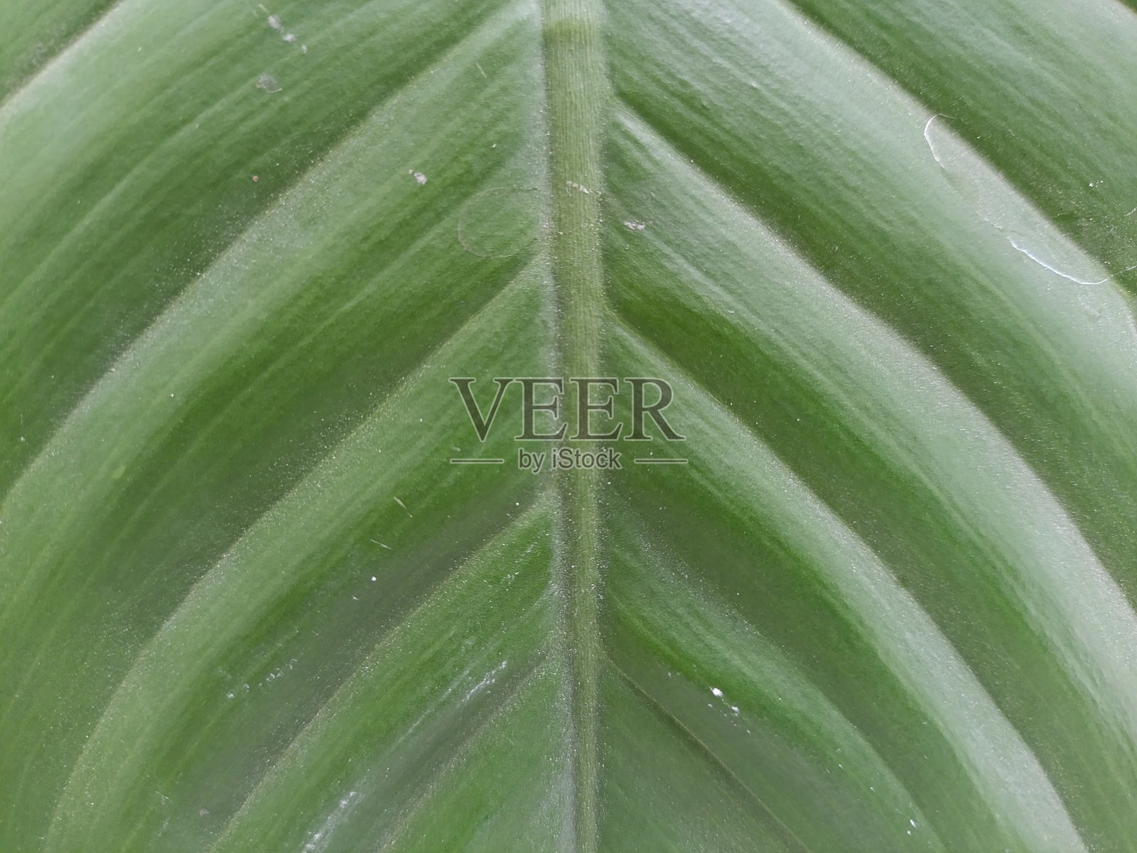 Dieffenbachia（万年青）叶子纹理。它的叶子宽大翠绿，叶脉比大多数植物的叶脉更粗大。照片摄影图片