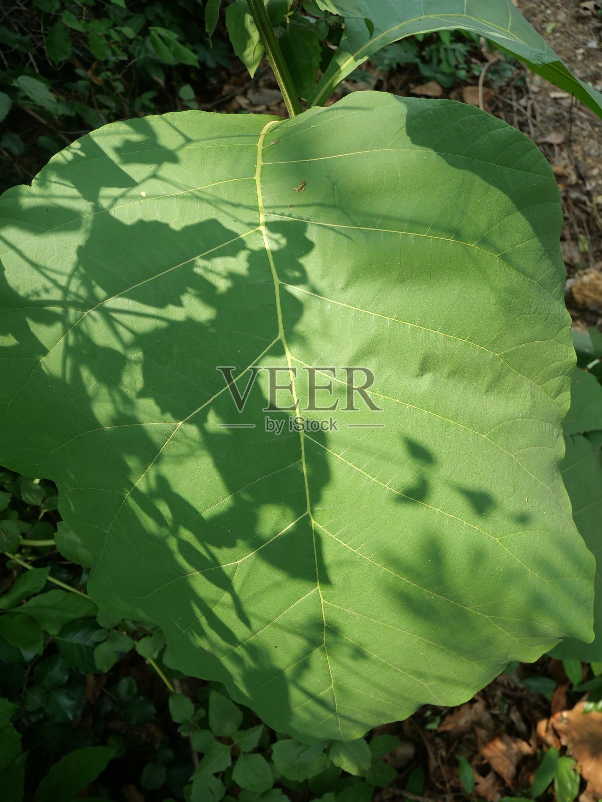 绿叶上的阳光和阴影照片摄影图片