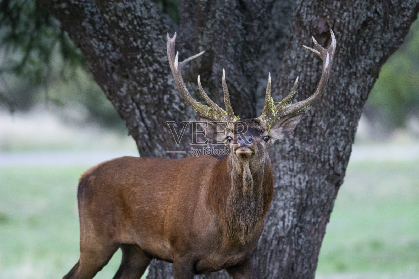 阿根廷拉潘帕省卢罗公园的红鹿发情季照片摄影图片