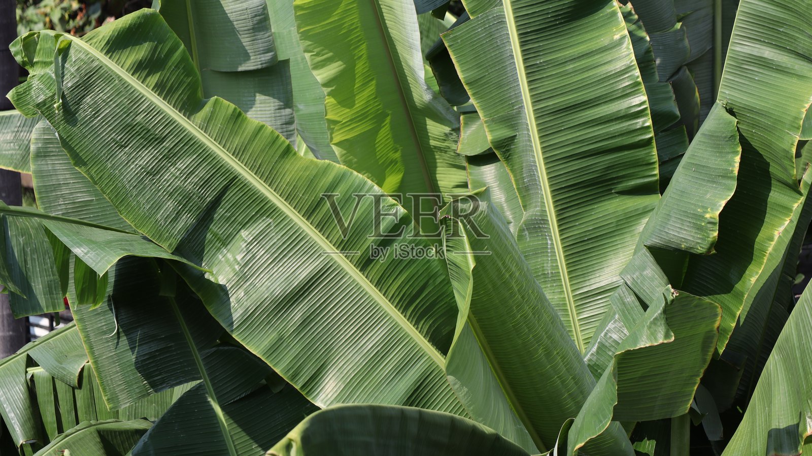 阳光明媚的下午，香蕉叶在热带花园中投下阴影。照片摄影图片